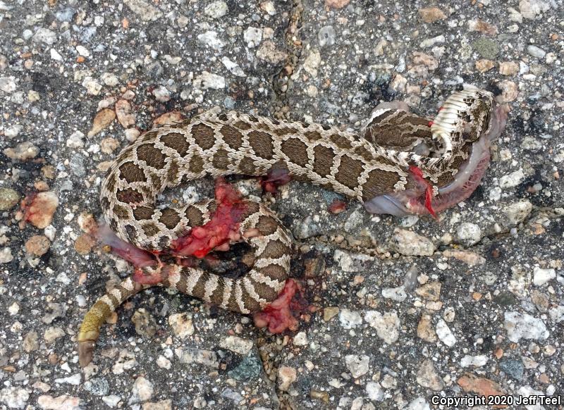 Southern Pacific Rattlesnake (Crotalus oreganus helleri)