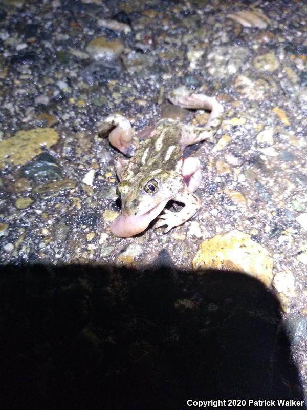 Western Spadefoot (Spea hammondii)