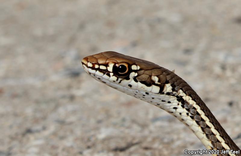 California Striped Racer (Coluber lateralis lateralis)