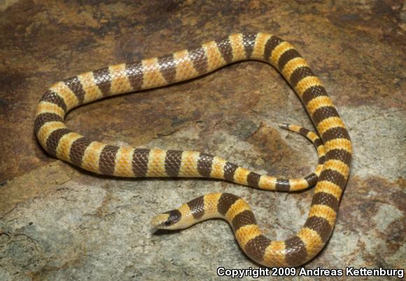 Nevada Shovel-nosed Snake (Chionactis occipitalis talpina)