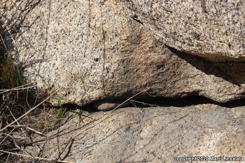 Coastal Rosy Boa (Lichanura trivirgata roseofusca)