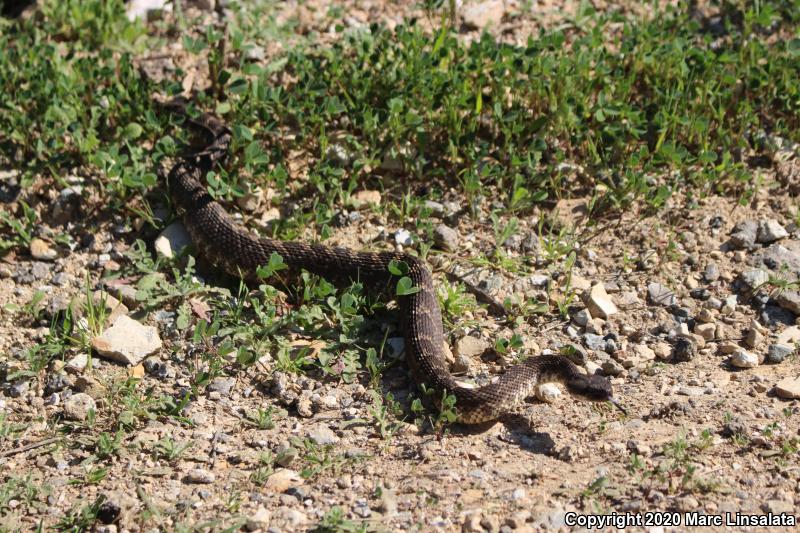 Southern Pacific Rattlesnake (Crotalus oreganus helleri)