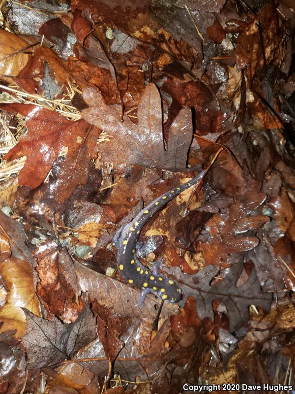 Spotted Salamander (Ambystoma maculatum)