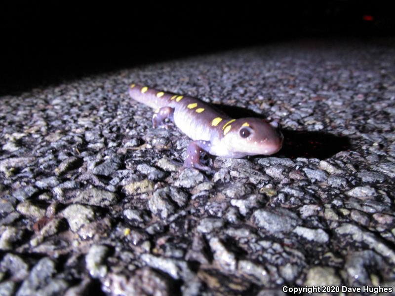 Spotted Salamander (Ambystoma maculatum)