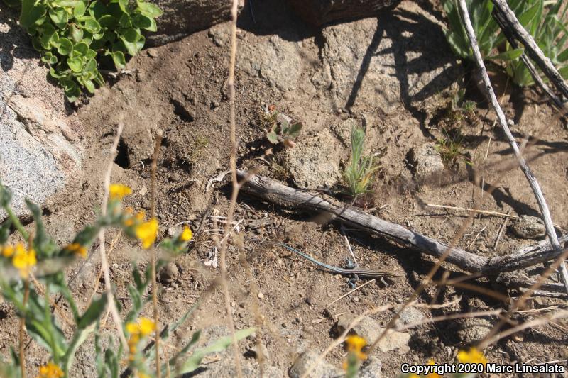 Belding's Orange-throated Whiptail (Aspidoscelis hyperythra beldingi)