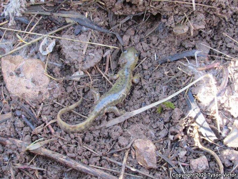 Arizona Tiger Salamander (Ambystoma mavortium nebulosum)