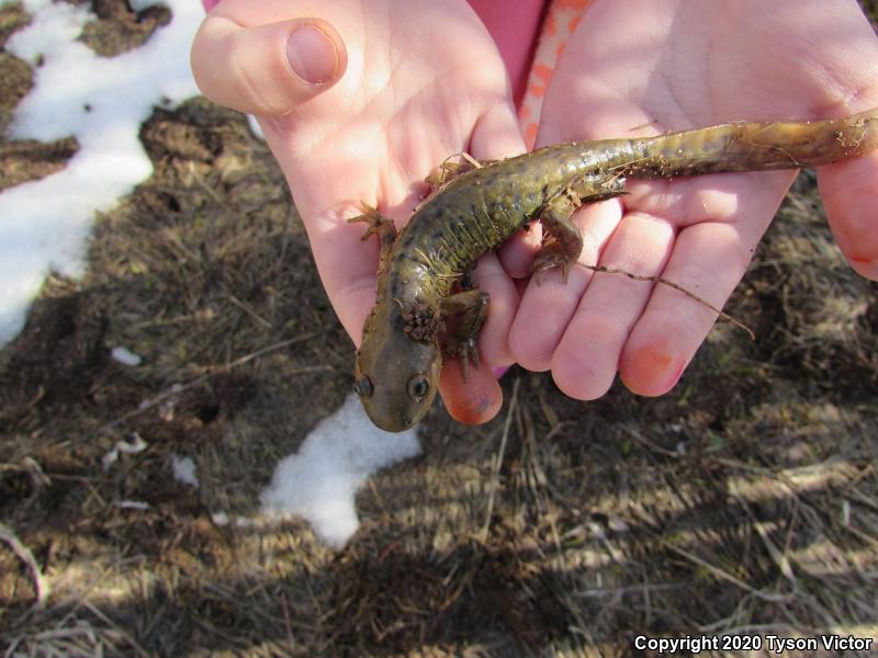 Arizona Tiger Salamander (Ambystoma mavortium nebulosum)