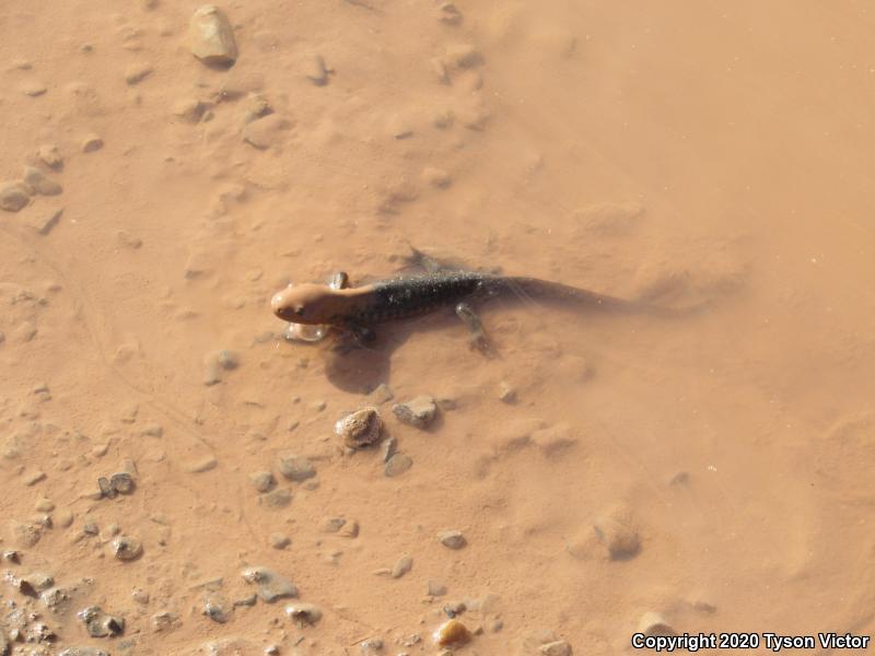 Arizona Tiger Salamander (Ambystoma mavortium nebulosum)