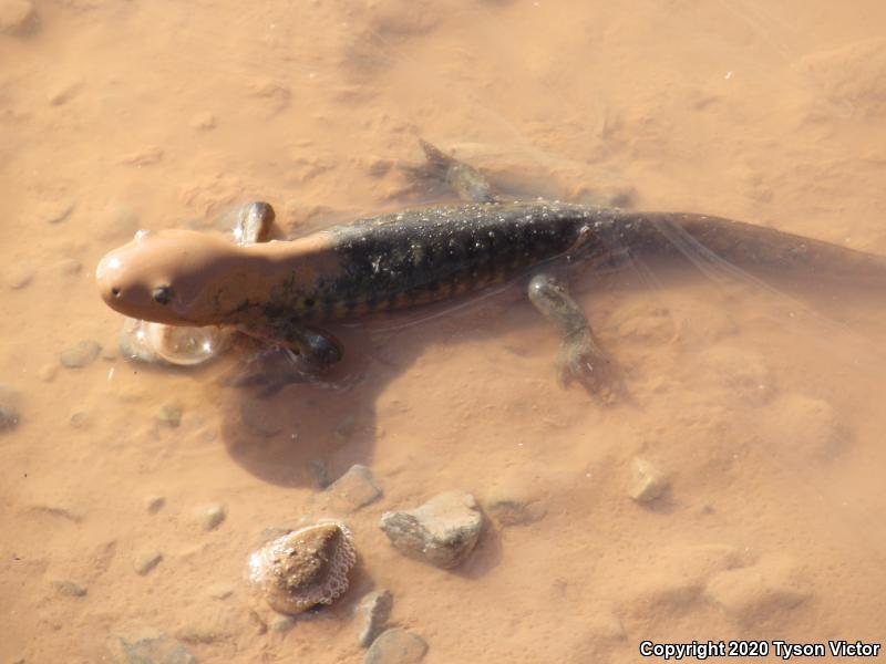 Arizona Tiger Salamander (Ambystoma mavortium nebulosum)