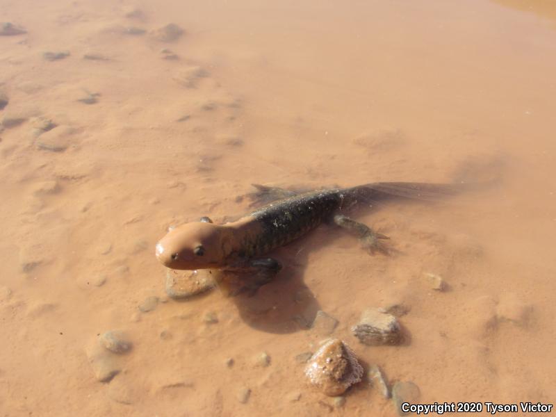 Arizona Tiger Salamander (Ambystoma mavortium nebulosum)