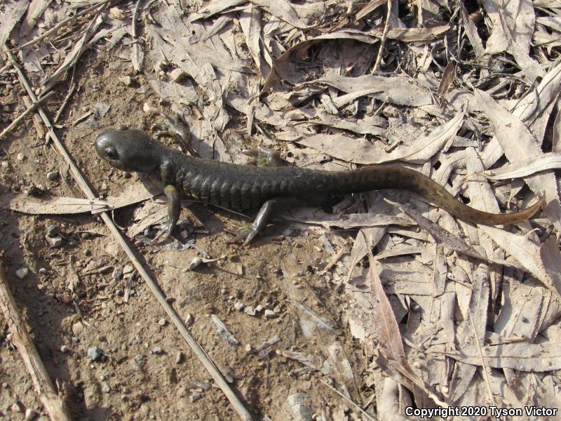 Arizona Tiger Salamander (Ambystoma mavortium nebulosum)