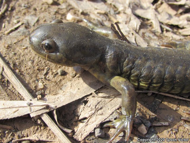 Arizona Tiger Salamander (Ambystoma mavortium nebulosum)