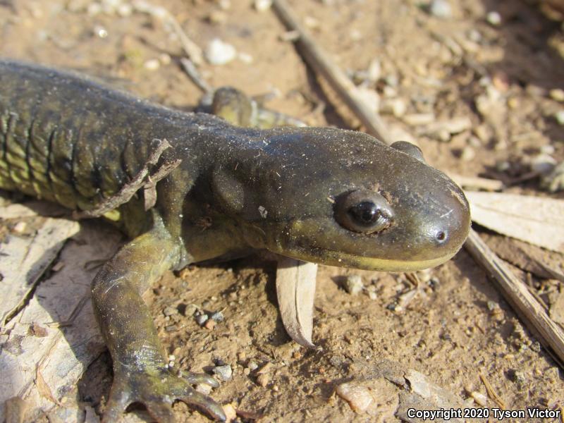 Arizona Tiger Salamander (Ambystoma mavortium nebulosum)