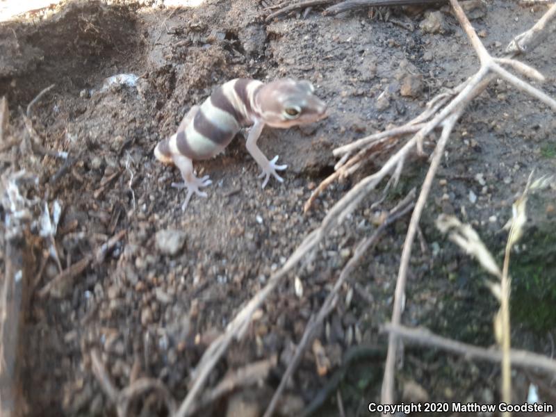 San Diego Banded Gecko (Coleonyx variegatus abbotti)