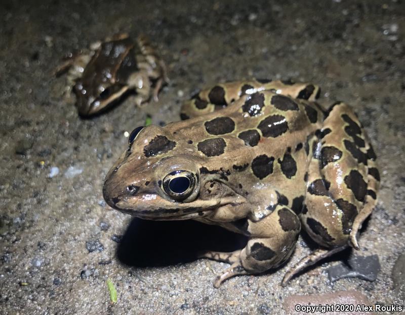 Northern Leopard Frog (Lithobates pipiens)