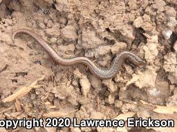 California Slender Salamander (Batrachoseps attenuatus)