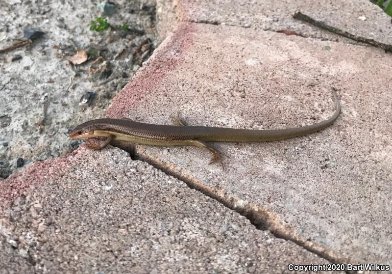 Northern Brown Skink (Plestiodon gilberti placerensis)