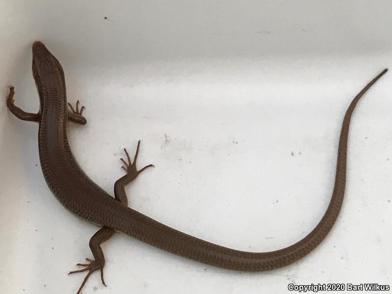 Northern Brown Skink (Plestiodon gilberti placerensis)