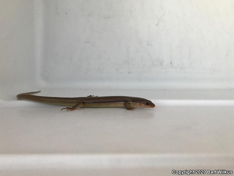 Northern Brown Skink (Plestiodon gilberti placerensis)