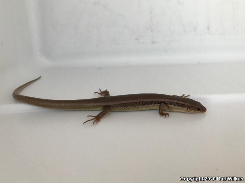 Northern Brown Skink (Plestiodon gilberti placerensis)