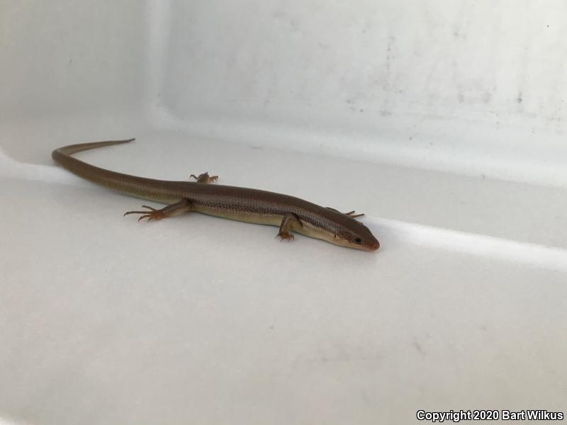 Northern Brown Skink (Plestiodon gilberti placerensis)