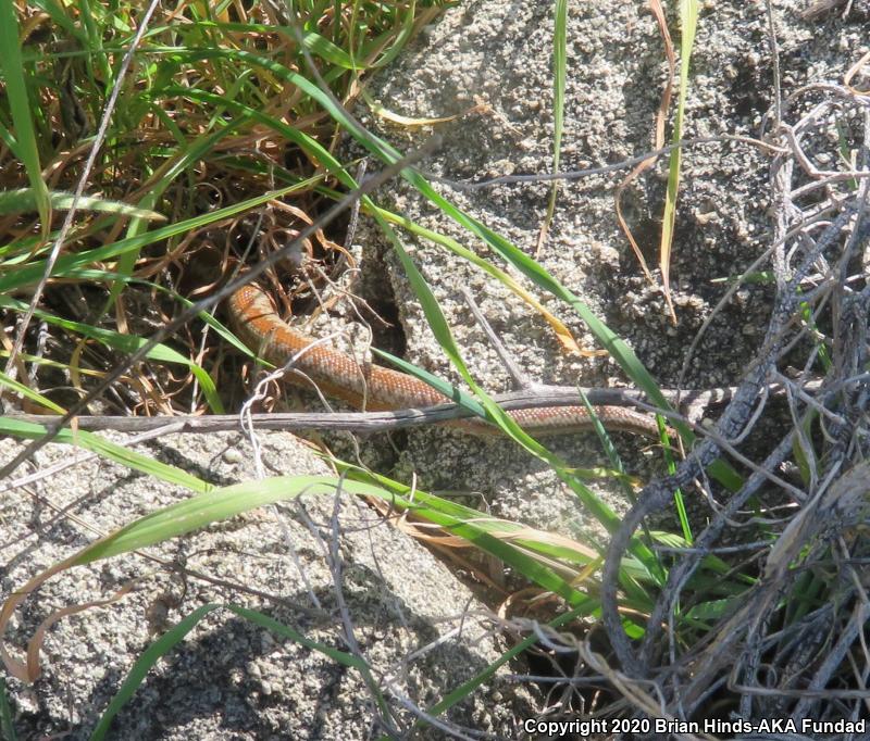 Coastal Rosy Boa (Lichanura trivirgata roseofusca)