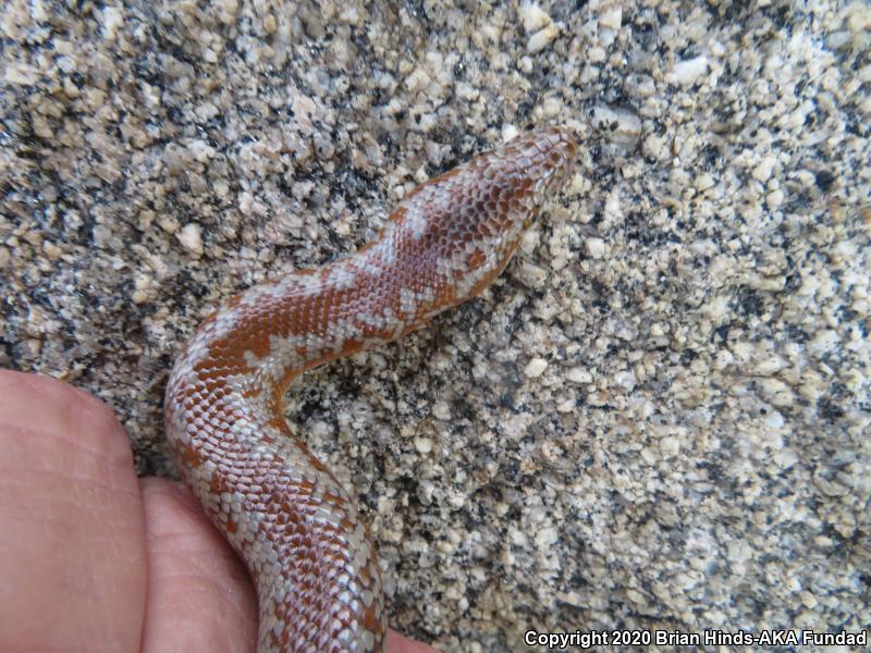 Coastal Rosy Boa (Lichanura trivirgata roseofusca)