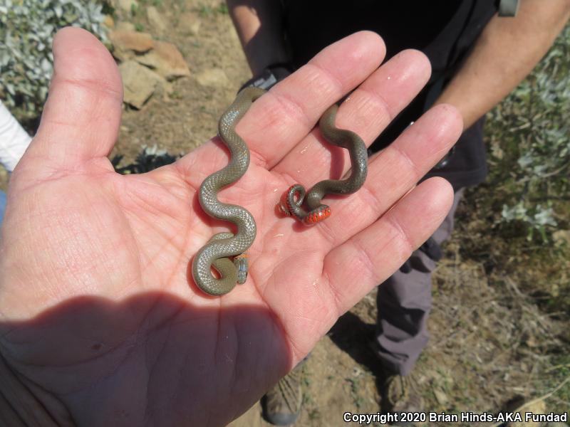 San Bernardino Ring-necked Snake (Diadophis punctatus modestus)