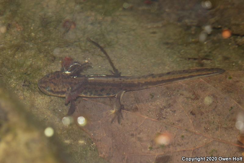 Coast Range Newt (Taricha torosa torosa)