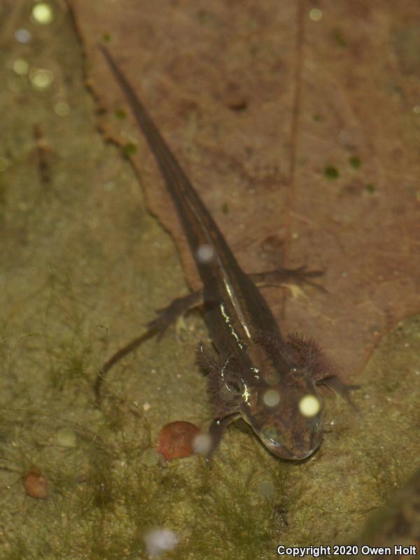 Coast Range Newt (Taricha torosa torosa)