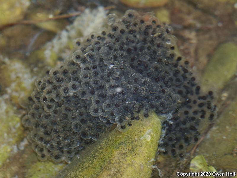 Foothill Yellow-legged Frog (Rana boylii)