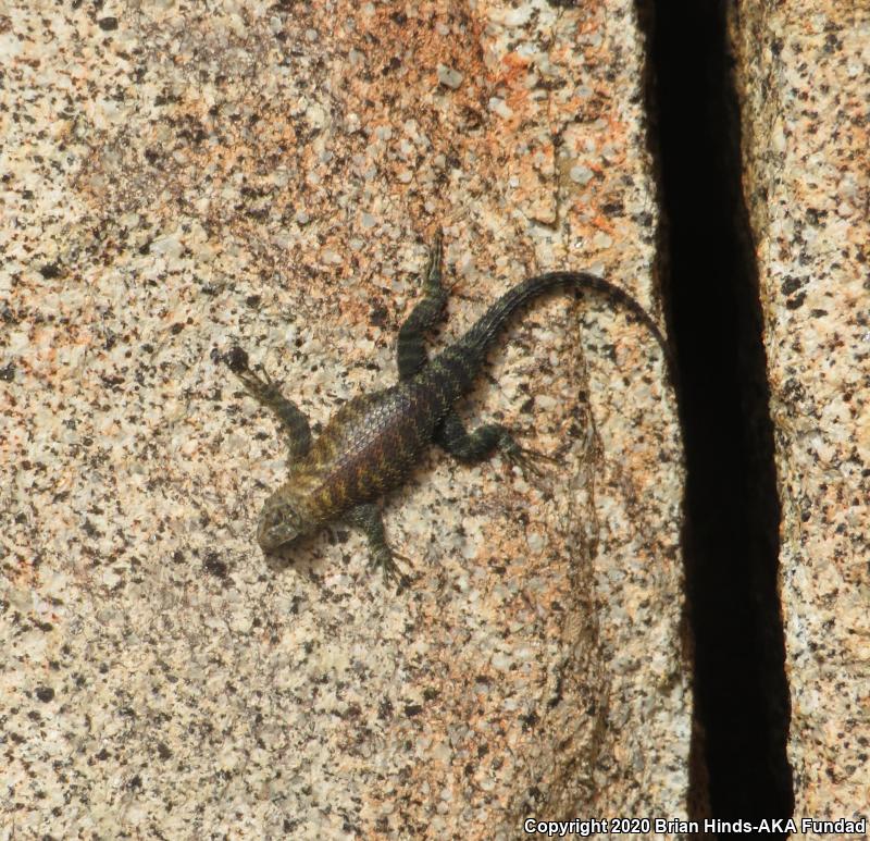 Granite Spiny Lizard (Sceloporus orcutti)