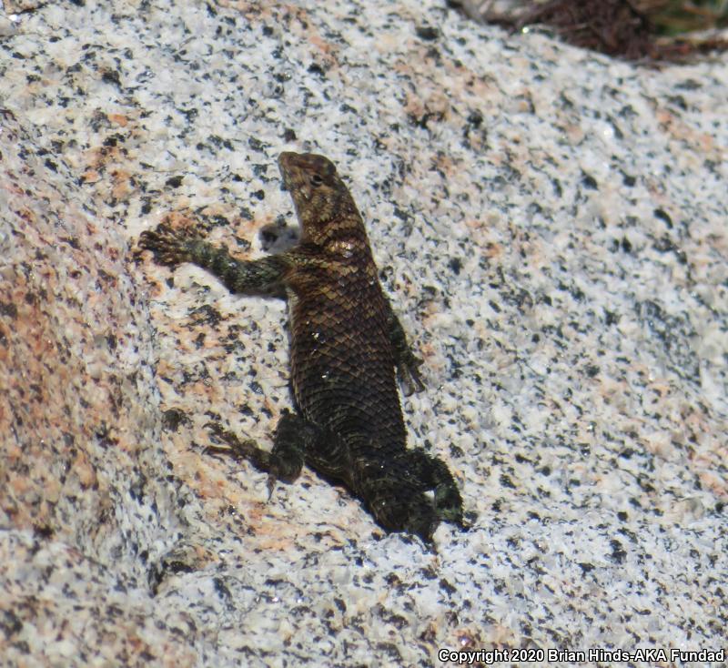 Granite Spiny Lizard (Sceloporus orcutti)