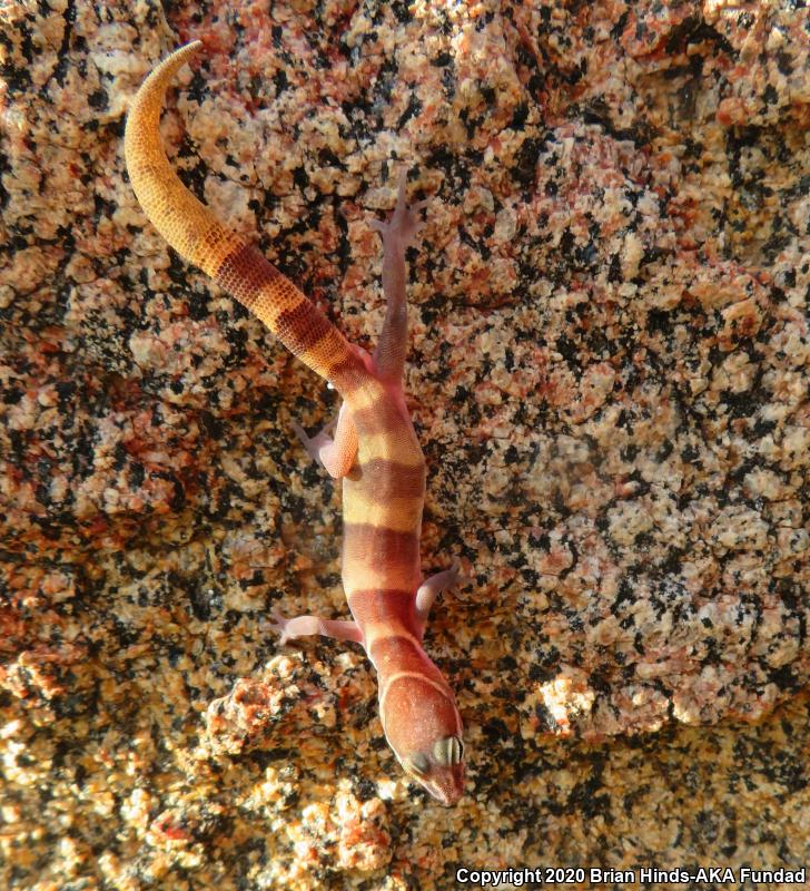 San Diego Banded Gecko (Coleonyx variegatus abbotti)