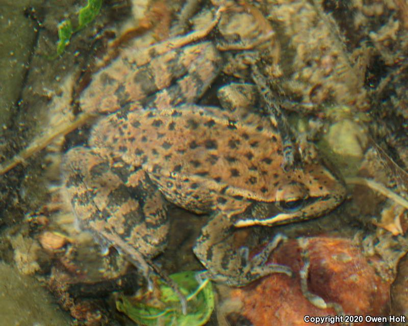 California Red-legged Frog (Rana draytonii)