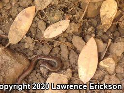 California Slender Salamander (Batrachoseps attenuatus)