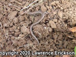 California Slender Salamander (Batrachoseps attenuatus)