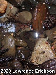 California Giant Salamander (Dicamptodon ensatus)