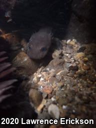 California Giant Salamander (Dicamptodon ensatus)