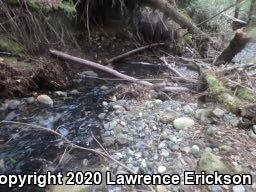 California Giant Salamander (Dicamptodon ensatus)