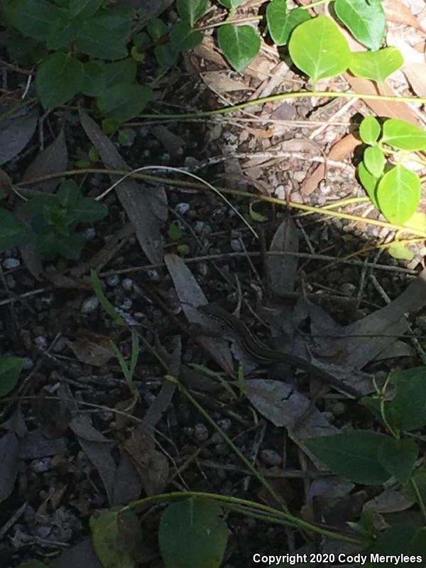 Belding's Orange-throated Whiptail (Aspidoscelis hyperythra beldingi)