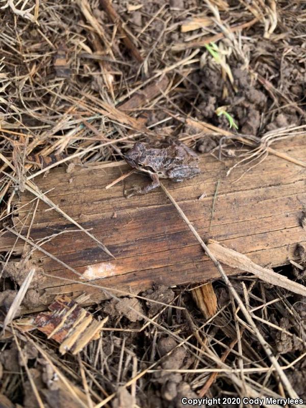 Baja California Treefrog (Pseudacris hypochondriaca)