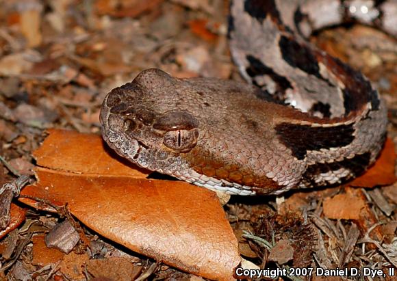 Timber Rattlesnake (Crotalus horridus)