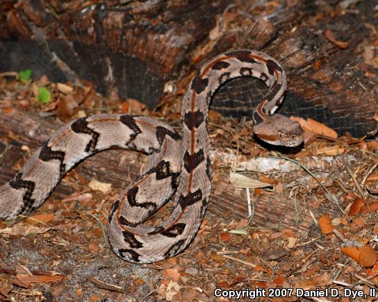 Timber Rattlesnake (Crotalus horridus)