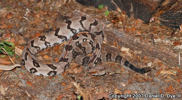 Timber Rattlesnake (Crotalus horridus)