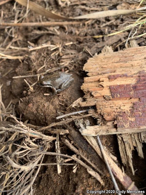 Baja California Treefrog (Pseudacris hypochondriaca)