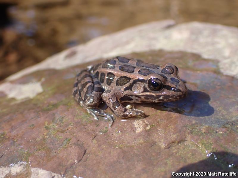 Pickerel Frog (Lithobates palustris)