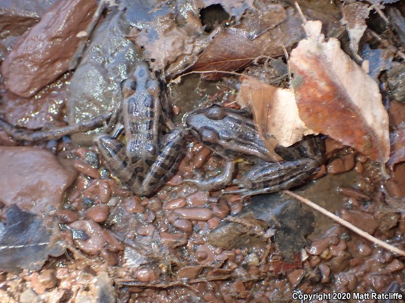 Pickerel Frog (Lithobates palustris)