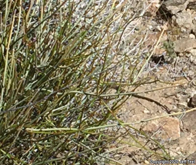 Great Basin Whiptail (Aspidoscelis tigris tigris)