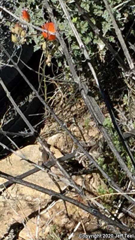 Great Basin Whiptail (Aspidoscelis tigris tigris)